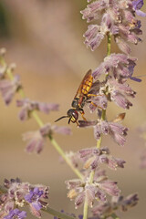 Vertical colorful closeup on a yellow European beewolf, Philanthus triangulum sitting on purple flowers