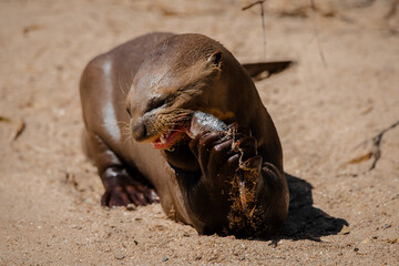 Face portrait of an adult giant otter eating fish