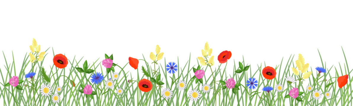 Wild meadow flowers horizontal border. Vector color isolated illustration 	