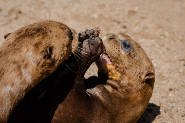 Face portrait of two giant otter brothers playing on the sand