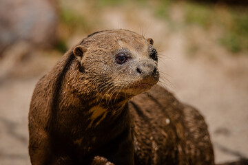 Face portrait of an adult giant otter