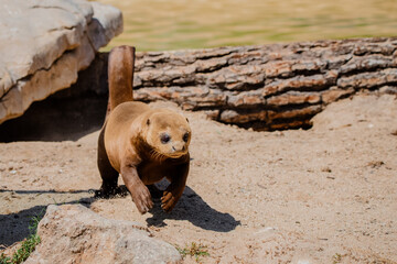 Portrait of an adult giant otter running happily in the sand