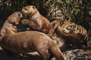 Group of young giant otters playing in summer