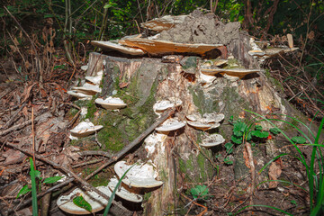 Rotting tree stump with mushrooms . Tree Polyporus Fungus 