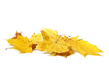 Isolated yellow autumn maple leaves on a white background. Clipart for your design