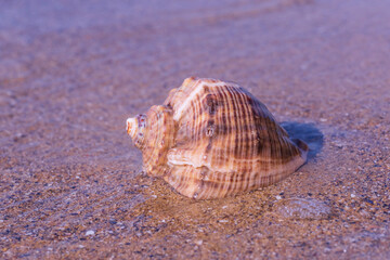 seashell lying on sand at sea coast