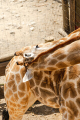 Obraz premium giraffe in zoo