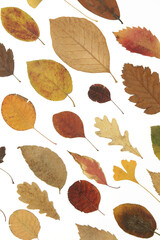 Collection of beautiful various dried autumn leaves isolated on white background	