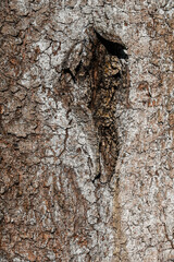 Bois foret Wallonie Belgique hêtre seve