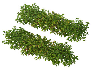 Fototapeta premium Shrubs and flowers on a transparent background.