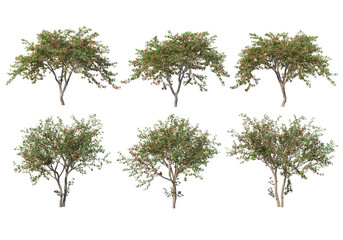 Tree on transparent background