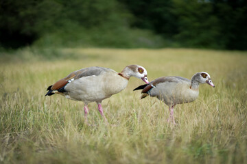 white goose on the meadow
