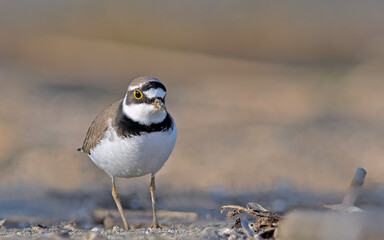 Little Ringed Plover - Charadrius dubius, Greece