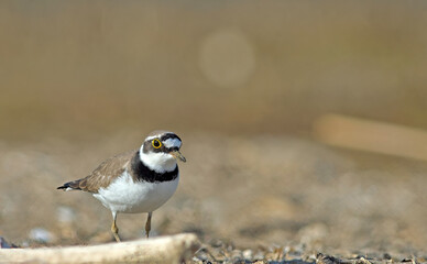 Little Ringed Plover - Charadrius dubius, Greece