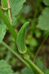 closeup the ripe green ladyfinger with leaves and plant growing in the farm soft focus natural green brown background.