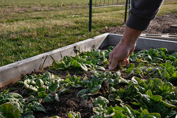 Spinach Bed Pruning