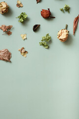 Autumn composition flat lay with pattern from dried hydrangea flowers, roses and petals on colored background