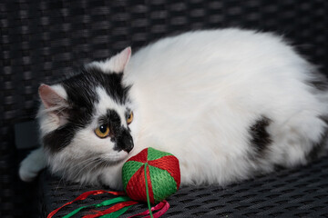 Portrait of a beautiful cat close up