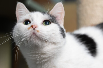 Portrait of a beautiful cat close up