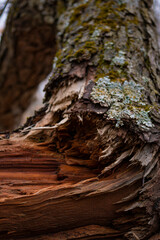 Fototapeta premium Texture of Fallen Mossy Tree