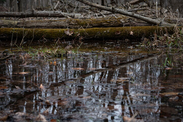 Fototapeta na wymiar Swamp Water with Reflection of Trees