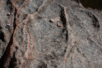 Close-up of Rock by the River