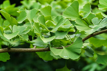 Fototapeta na wymiar Ginkgo tree (Ginkgo biloba) or gingko with brightly green new leaves against background of blurry foliage. Selective close-up. Fresh wallpaper nature concept.