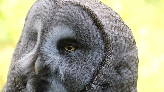 Great grey owl
