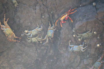 Crab on stone at Sancho beach, Fernando de Noronha, Pernambuco, Brazil