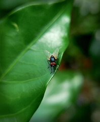 Close up shot of housefly in leaf 
