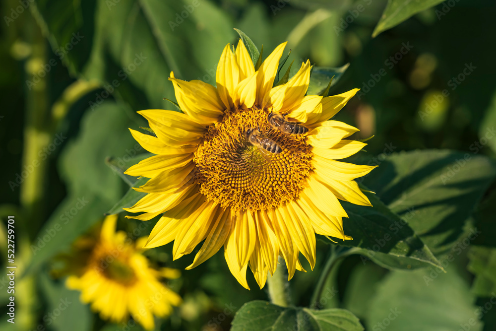 Wall mural a sunflower with two bees against a blurred green background