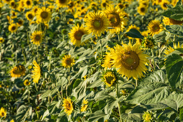 Detail of a sunflower field in the warm evening light near Frauenstein/Germany in Hesse
