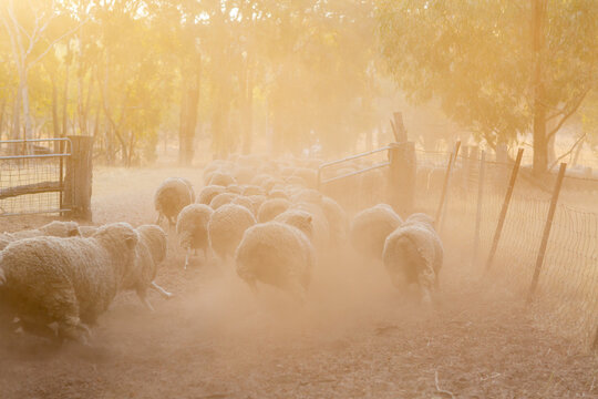 Sheep running through a gate with dust
