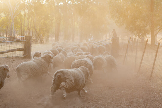 Sheep running through a gate with dust
