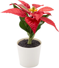 Poinsettia flower in Merry Christmas day for celebration isolated on white background, xmas holiday with plant or floral is symbol, nobody, no people, elements of flora and bloom for ornament.