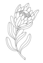 Linear minimalistic illustration of a protea flower. Vector illustration isolated on white background. African exotic plant.