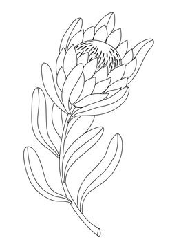 Linear Minimalistic Illustration Of A Protea Flower. Vector Illustration Isolated On White Background. African Exotic Plant.