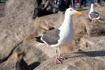 White-headed herring gull bird standing on rocks