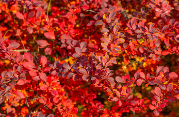 red autumn leaves nature background of barberry with nobody