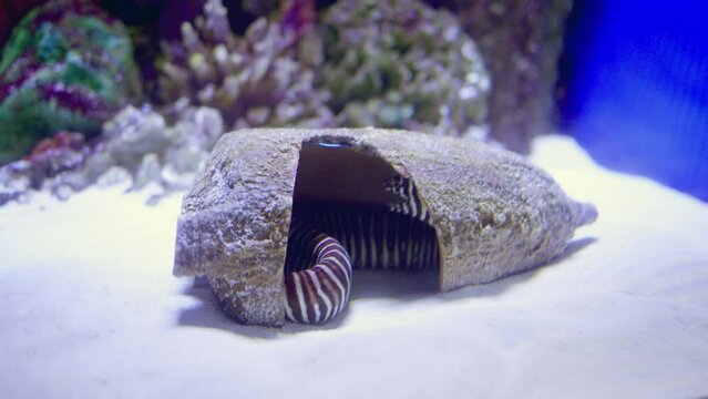 Zebra moray eel inside a broken vessel