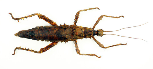 Spiny stick insect with spikes isolated on white. Haaniella echinata macro. Phasmidae, collection insects, entomology