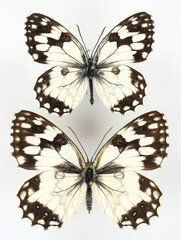 Butterflies isolated on white. White black butterflies Melanargia lachesis pair macro. Satyridae, collection butterflies, lepidoptera, entomology