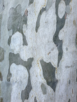 Fondo corteza tronco de &aacute;rbol con colores de camuflaje