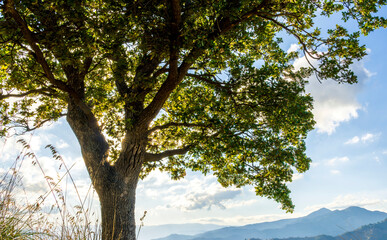 beautiful green tree on a slope of a hill in mountains with sunset background of highland nature
