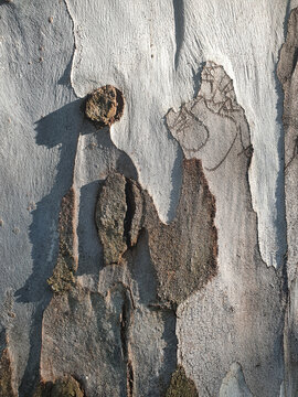 Fondo corteza tronco de &aacute;rbol con colores de camuflaje
