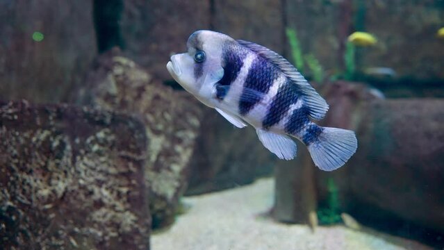 Cyphotilapia frontosa, a striped fish swimming in an aquarium