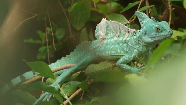 The plumed basilisk (Basiliscus plumifrons), also known as the green basilisk