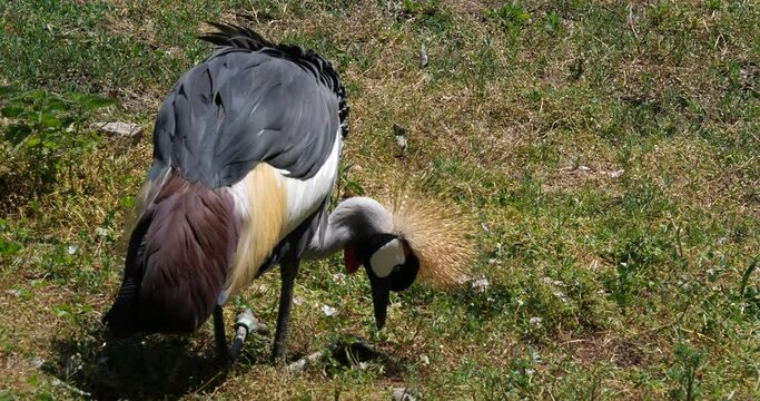 The grey crowned crane (Balearica regulorum), known as the African crowned crane
