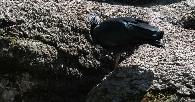 The northern bald ibis, hermit ibis, or waldrapp (Geronticus eremita) bird