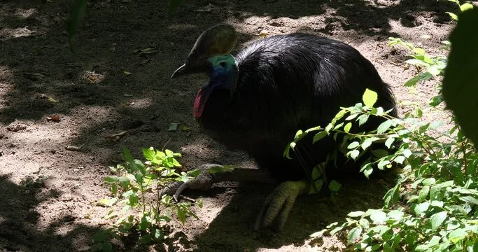 The Southern cassowary (Casuarius casuarius), or double-wattled cassowary bird